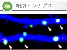 A01 細胞〜シナプス