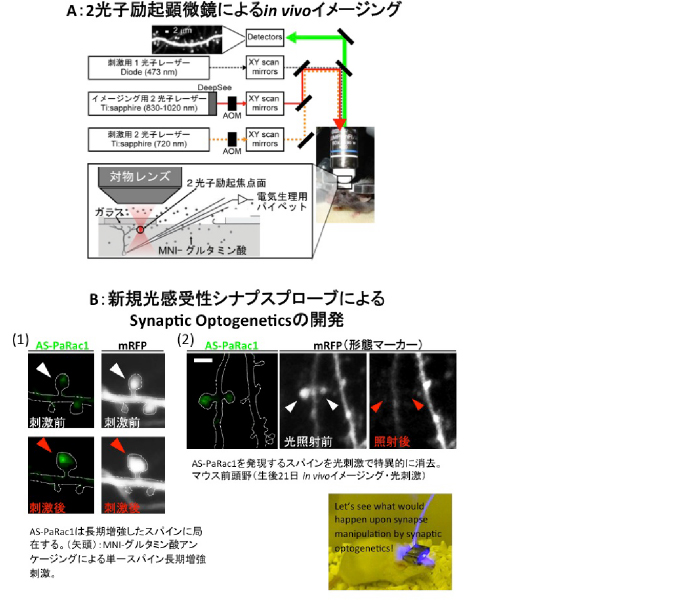 新学術領域（領域提案型）マイクロエンドフェノタイプによる精神病態学 